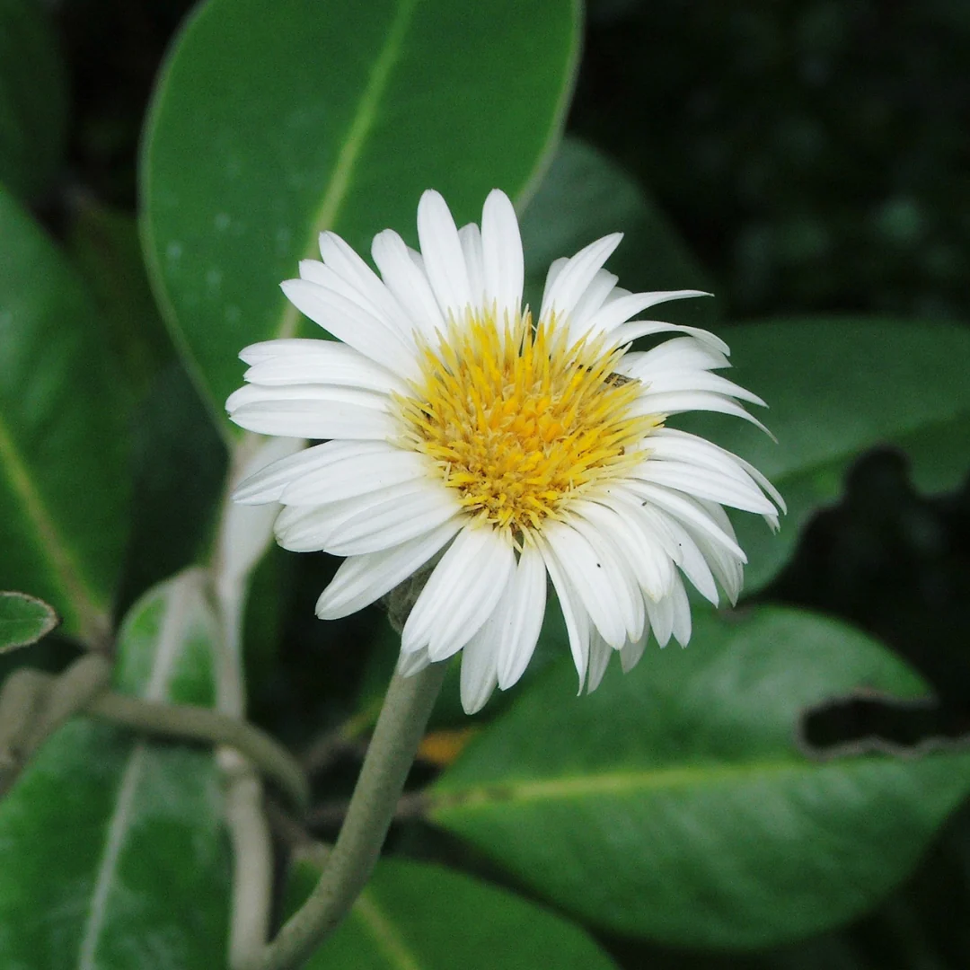 Anxi Ease Support© Flower Essence Emotional Remedy - 100% Natural - Image 2