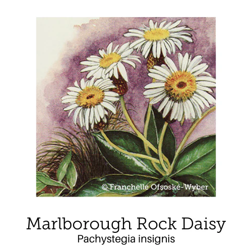Birth Support© Flower Essence Emotional Remedy - 100% Natural - Image 4