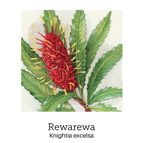 Confident Teens Support© Flower Essence Emotional Remedy - 100% Natural - Image 3
