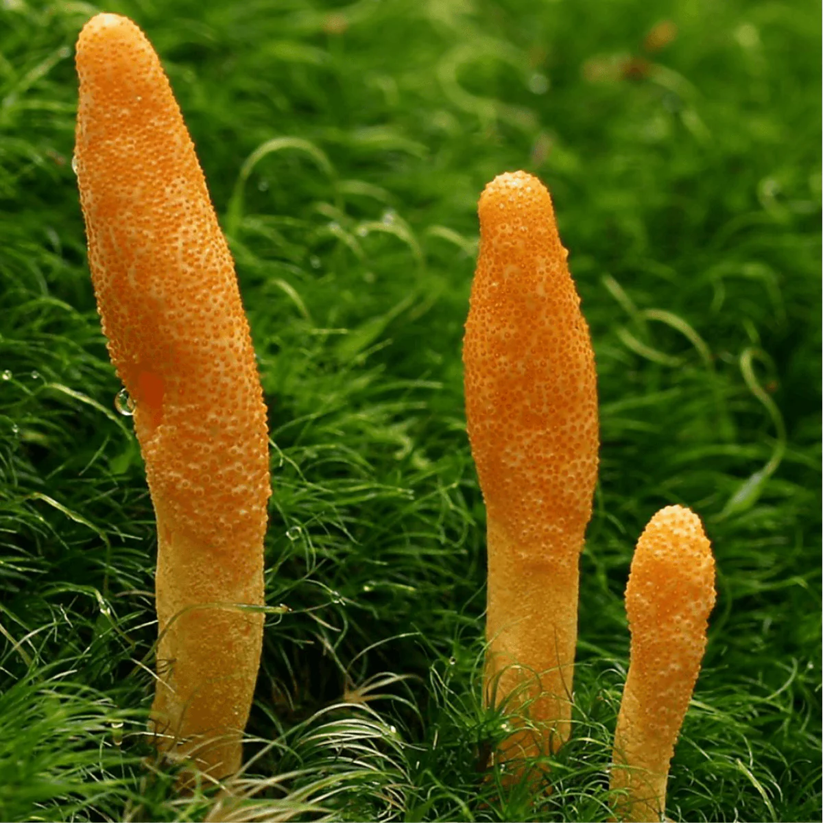 Life Cykel Cordyceps Mushroom Extract 30ml - Image 4