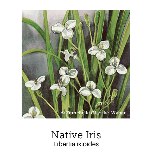 Creative Kids Support© Flower Essence Emotional Remedy - 100% Natural - Image 3