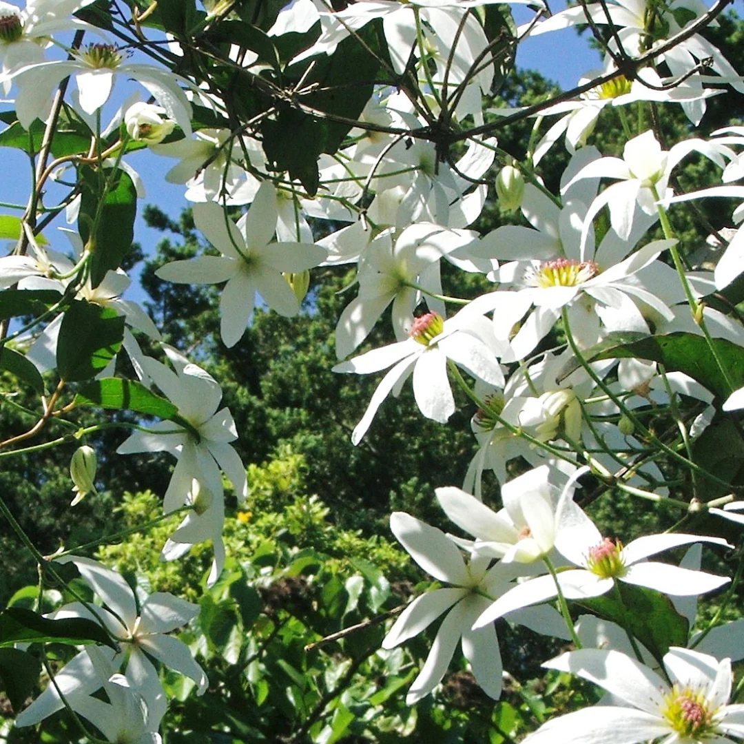 Crisis Support© Flower Essence Emotional Remedy - 100% Natural - Image 2