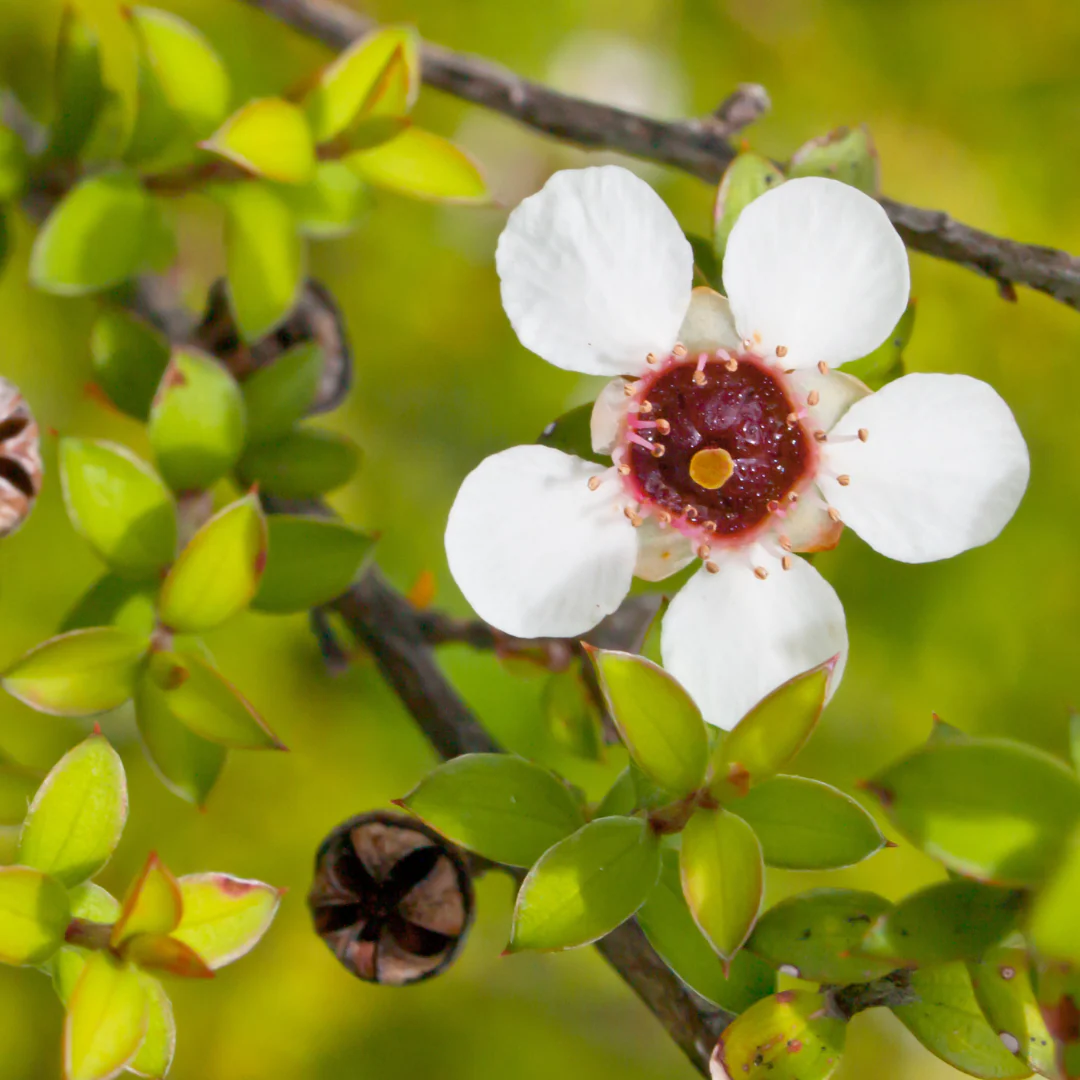 De-Tox Support© Flower Essence Emotional Remedy - 100% Natural - Image 2