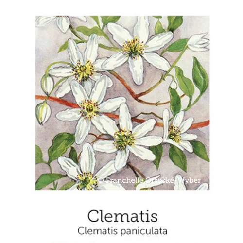 De-Tox Support© Flower Essence Emotional Remedy - 100% Natural - Image 5