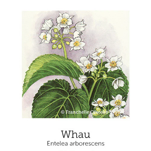 De-Tox Support© Flower Essence Emotional Remedy - 100% Natural - Image 7
