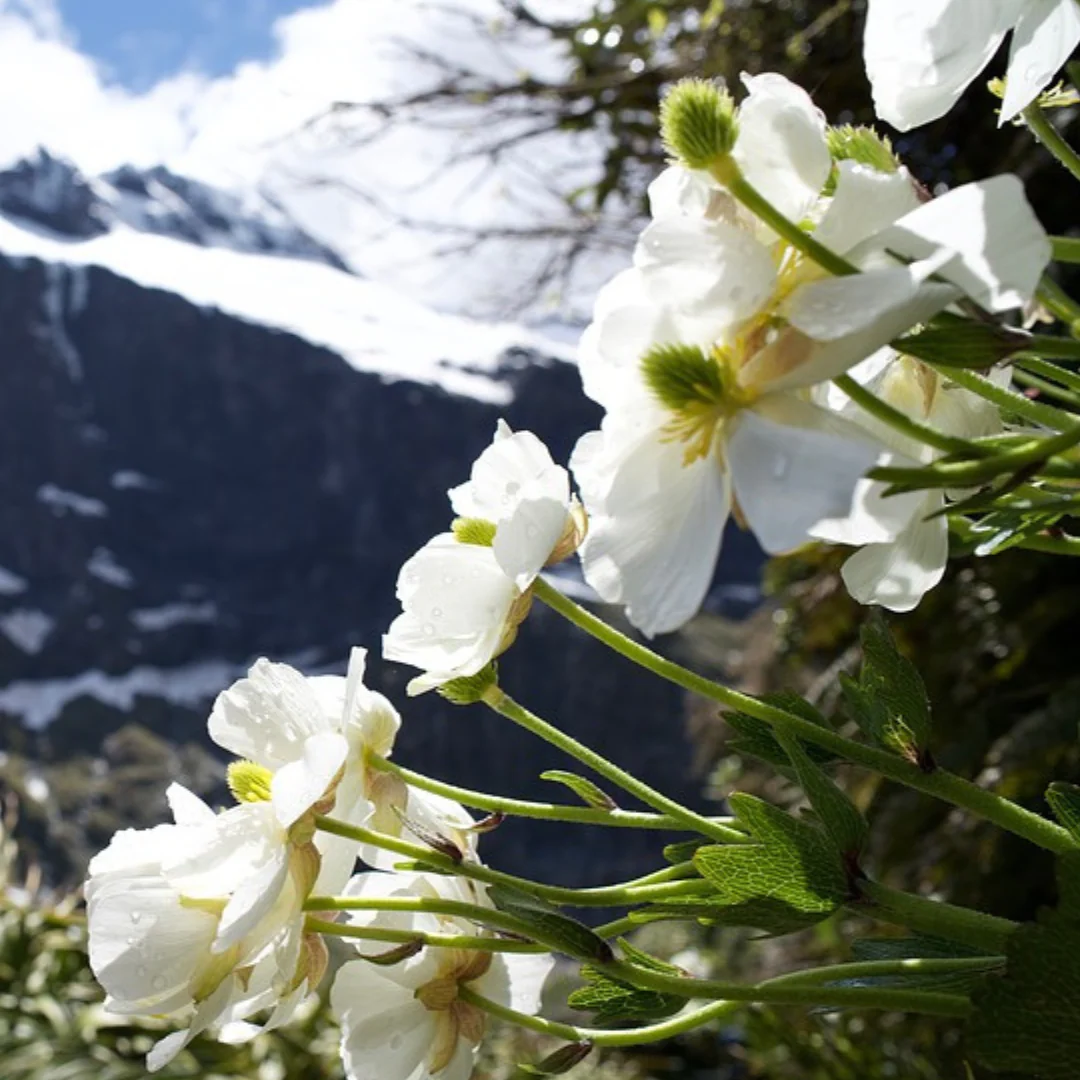 Mothers Support© Flower Essence Emotional Remedy - 100% Natural - Image 2