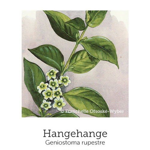 New Beginnings Support© Flower Essence Emotional Remedy - 100% Natural - Image 6