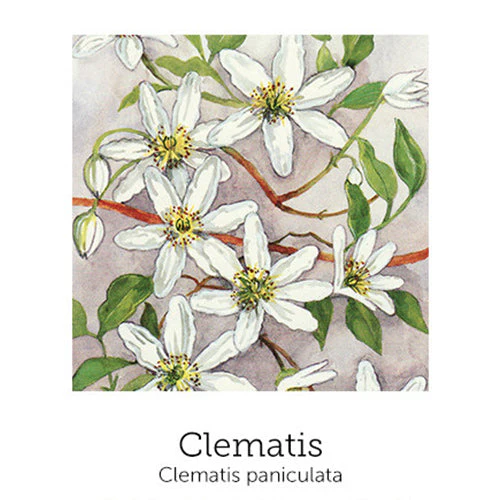 No Fear Support© Flower Essence Emotional Remedy - 100% Natural - Image 7