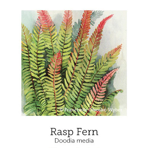 Strong Teens Support© Flower Essence Emotional Remedy - 100% Natural - Image 6