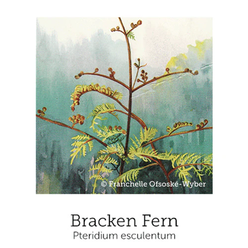 Travel Support© Flower Essence Emotional Remedy - 100% Natural - Image 6