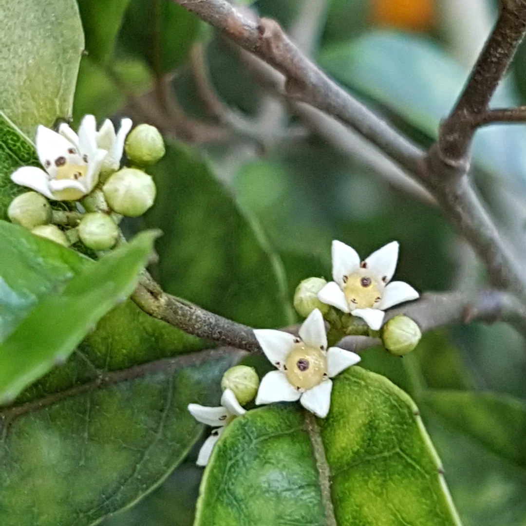 Weight Support© Flower Essence Emotional Remedy - 100% Natural - Image 2